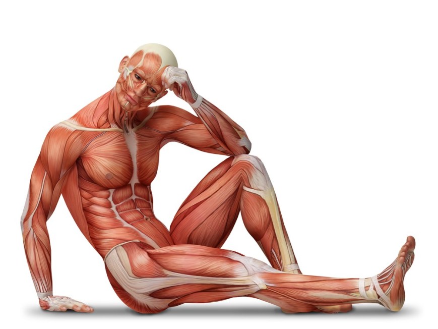 Modelo de músculos do corpo humano