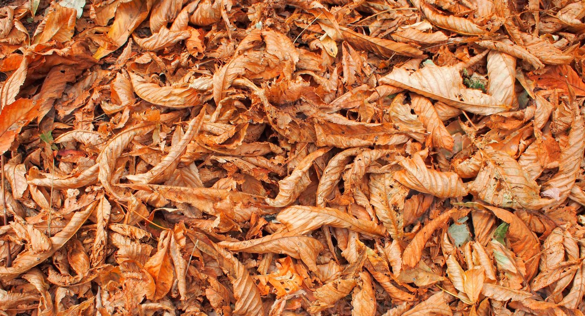 Folhas secas pelo chão